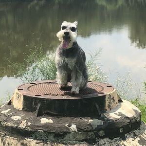 Meet your Posher, Alex